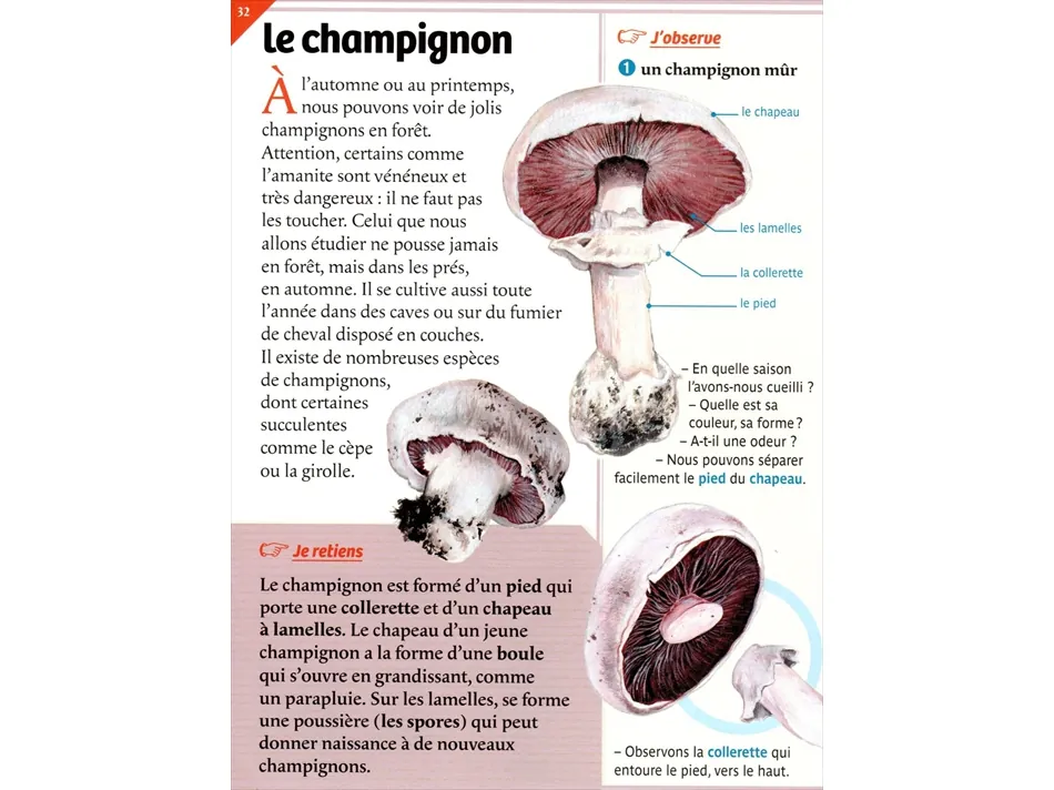 Leçons de choses - Page 32